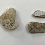 Thinking Like an Ancestor